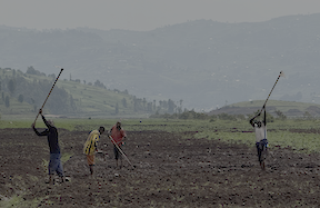 Farmers Butaro